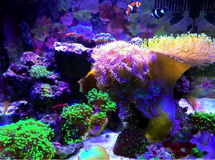 Rated #3: 29 Gallons Reef Tank - 2 years Running: 29 gallon biocube. 2 Oce clowns (orange & black), 1 coral beauty angel, Branching Duncan Coral, 2 T-maxima clams (black & blue), 3 green tip frogspawn, green striped mushrooms, yellow sun coral, leather toadstool, favia, small zoa colony, green elegance coral. LED lighting. Rated #3: 29 Gallons Reef Tank - 2 years Running: 29 gallon biocube. 2 Oce clowns (orange & black), 1 coral beauty angel, Branching Duncan Coral, 2 T-maxima clams (black & blue), 3 green tip frogspawn, green striped mushrooms, yellow sun coral, leather toadstool, favia, small zoa colony, green elegance coral. LED lighting.