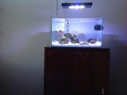 12 gallons reef tank (mostly live coral and fish) - Mr Aqua 11.8 12 gallons reef tank (mostly live coral and fish) - Mr Aqua 11.8