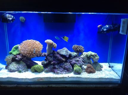 80 gallons reef tank (mostly live coral and fish) - 80G reef tank 80 gallons reef tank (mostly live coral and fish) - 80G reef tank