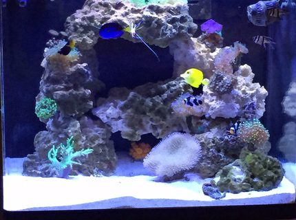 34 gallons reef tank (mostly live coral and fish) - 34 gal with LED lights 34 gallons reef tank (mostly live coral and fish) - 34 gal with LED lights