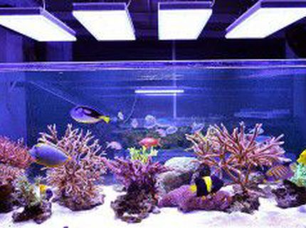 Rated #8: 2 Gallons Reef Tank - this is my fish tank with lighting Rated #8: 2 Gallons Reef Tank - this is my fish tank with lighting