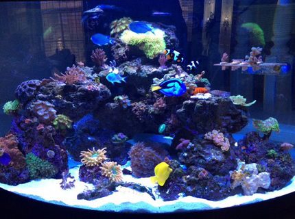 Rated #5: 92 Gallons Reef Tank - 92 gallon Oceanic 1/4 circle. Up and running 14 months. Rated #5: 92 Gallons Reef Tank - 92 gallon Oceanic 1/4 circle. Up and running 14 months.