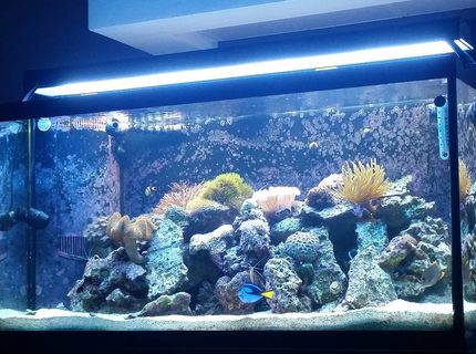 90 gallons reef tank (mostly live coral and fish) - My tank is a 90 Gallon Reef Tank. A 2 bulb T 5 and a 48 inch LED Edge. 20/25 gallon sump with refug ium and Eshopps skimmer. There are three power heads in the tank. 2 450 gph hydors and one wave maker 1350gph
There are six fish in the tank:
2 Clowns
Leopard Wrasse
Blue Hippo Tang
Tomani Tang
Watchman Goby
Several shrimp including a fire, few cleaners and a few peppermint along with a black long spine urchin and snails.
2 Anenomes (Rose Bulb and Condi)
Over 10 corals. 90 gallons reef tank (mostly live coral and fish) - My tank is a 90 Gallon Reef Tank. A 2 bulb T 5 and a 48 inch LED Edge. 20/25 gallon sump with refug ium and Eshopps skimmer. There are three power heads in the tank. 2 450 gph hydors and one wave maker 1350gph
There are six fish in the tank:
2 Clowns
Leopard Wrasse
Blue Hippo Tang
Tomani Tang
Watchman Goby
Several shrimp including a fire, few cleaners and a few peppermint along with a black long spine urchin and snails.
2 Anenomes (Rose Bulb and Condi)
Over 10 corals.