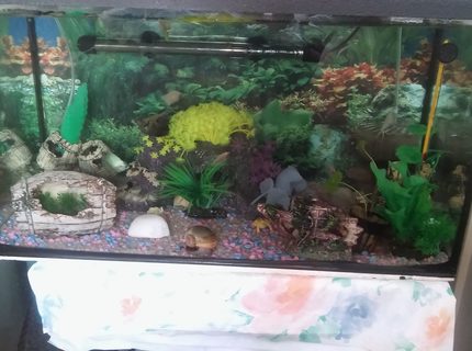 20 gallons reef tank (mostly live coral and fish) - MY BEAUTY..NOT MUCH BUT MY 1STE TANK 20 gallons reef tank (mostly live coral and fish) - MY BEAUTY..NOT MUCH BUT MY 1STE TANK