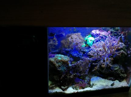 5 gallons reef tank (mostly live coral and fish) - This is my 5.5 gallon tank with built in refugium and custom made canopy. 5 gallons reef tank (mostly live coral and fish) - This is my 5.5 gallon tank with built in refugium and custom made canopy.