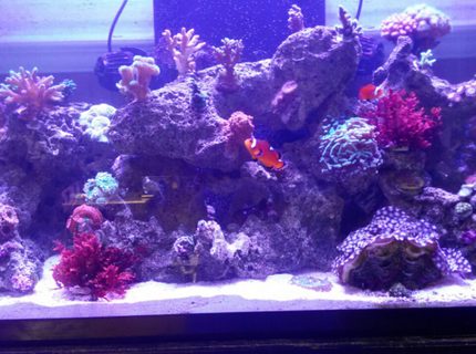 Rated #9: 57 Gallons Reef Tank - Only pic I could get to load! Rated #9: 57 Gallons Reef Tank - Only pic I could get to load!