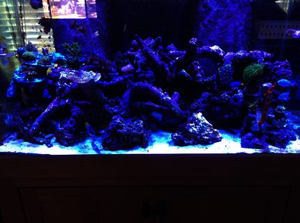 Rated #7: 120 Gallons Reef Tank - 120 mixed reef Rated #7: 120 Gallons Reef Tank - 120 mixed reef