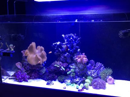 99 gallons reef tank (mostly live coral and fish) - Tank 99 gallons reef tank (mostly live coral and fish) - Tank