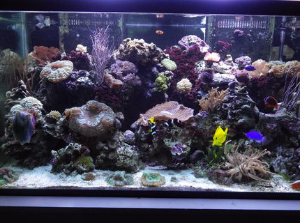 120 gallons reef tank (mostly live coral and fish) - Today's tank picture. 120 gallons reef tank (mostly live coral and fish) - Today's tank picture.