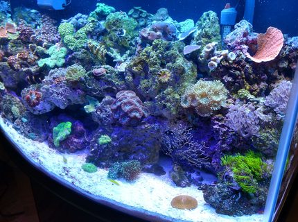 46 gallons reef tank (mostly live coral and fish) - 46gal reef tank This tank is only been going 4 months, going well so far! So glad I got back into this hobbie after a 7 year hiatus! Still battling the new tank alge and cynical but I'm fighting it. 46 gallons reef tank (mostly live coral and fish) - 46gal reef tank This tank is only been going 4 months, going well so far! So glad I got back into this hobbie after a 7 year hiatus! Still battling the new tank alge and cynical but I'm fighting it.