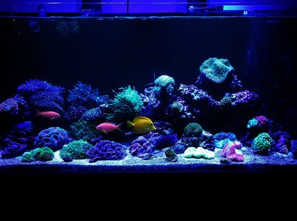Rated #5: 90 Gallons Reef Tank - . Rated #5: 90 Gallons Reef Tank - .