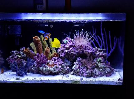 Rated #1: 20 Gallons Reef Tank - New tank setup Rated #1: 20 Gallons Reef Tank - New tank setup