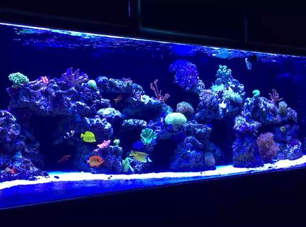 Rated #2: 139 Gallons Reef Tank - MY 140 GALLON REEF TANK Rated #2: 139 Gallons Reef Tank - MY 140 GALLON REEF TANK