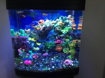 Rated #7: 28 Gallons Reef Tank - Freshwater reef. Rated #7: 28 Gallons Reef Tank - Freshwater reef.