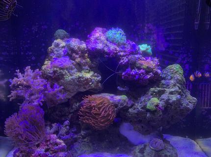 Rated #1: 32 Gallons Reef Tank - 6 months in Rated #1: 32 Gallons Reef Tank - 6 months in