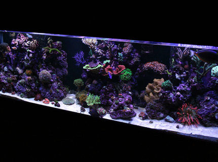 Rated #5: 125 Gallons Reef Tank - 125G Mixed Reef Rated #5: 125 Gallons Reef Tank - 125G Mixed Reef