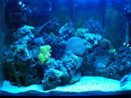 20 gallons reef tank (mostly live coral and fish) - 20 gallon reef tank, at night with duel actninic on. 20 gallons reef tank (mostly live coral and fish) - 20 gallon reef tank, at night with duel actninic on.