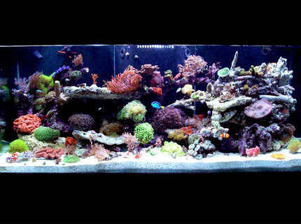 Rated #4: 150 Gallons Reef Tank - 150 Gallon - full tank shot Rated #4: 150 Gallons Reef Tank - 150 Gallon - full tank shot