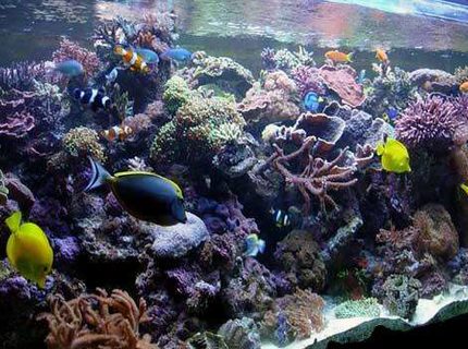 Rated #10: 240 Gallons Reef Tank - my reef tank Rated #10: 240 Gallons Reef Tank - my reef tank