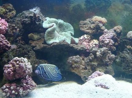 450 gallons reef tank (mostly live coral and fish) - my baby tank... my emp. is looking for food as always... she is now in our 500 gal. diamond goby has made a home under his rock... which is never clean enough for him.... everyone is getting excited there on there way to to big tank!!!! watch for updates 450 gallons reef tank (mostly live coral and fish) - my baby tank... my emp. is looking for food as always... she is now in our 500 gal. diamond goby has made a home under his rock... which is never clean enough for him.... everyone is getting excited there on there way to to big tank!!!! watch for updates