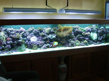 350 gallons reef tank (mostly live coral and fish) - Soft Coral Tank 350 gallons reef tank (mostly live coral and fish) - Soft Coral Tank