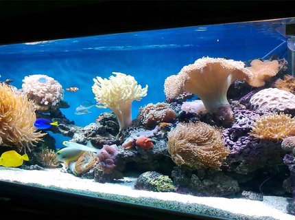 185 gallons reef tank (mostly live coral and fish) - My corals 185 gallons reef tank (mostly live coral and fish) - My corals