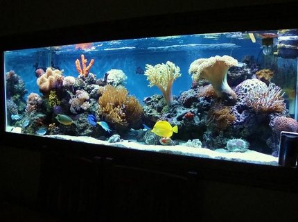 185 gallons reef tank (mostly live coral and fish) - update 185 gallons reef tank (mostly live coral and fish) - update