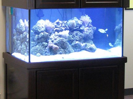500 gallons reef tank (mostly live coral and fish) - My Setup, 200 gallon with 50 gallon sump 500 gallons reef tank (mostly live coral and fish) - My Setup, 200 gallon with 50 gallon sump