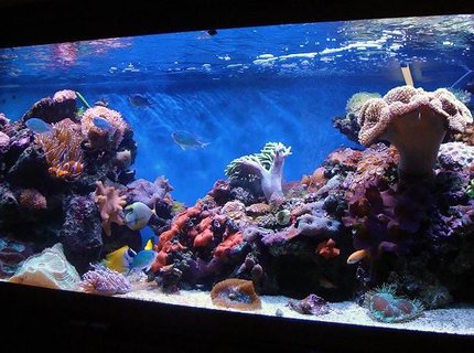 185 gallons reef tank (mostly live coral and fish) - Here is a update of the tank. 185 gallons reef tank (mostly live coral and fish) - Here is a update of the tank.