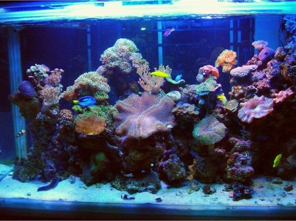 250 gallons reef tank (mostly live coral and fish) - Latest Uploade Picture 250 gallons reef tank (mostly live coral and fish) - Latest Uploade Picture