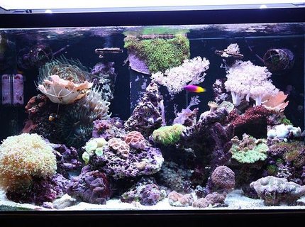 62 gallons reef tank (mostly live coral and fish) - 62 gallon mixed reef 62 gallons reef tank (mostly live coral and fish) - 62 gallon mixed reef