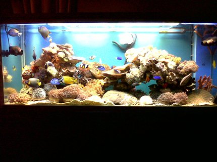 300 gallons reef tank (mostly live coral and fish) - My 300 Gallon Reef Tank 300 gallons reef tank (mostly live coral and fish) - My 300 Gallon Reef Tank