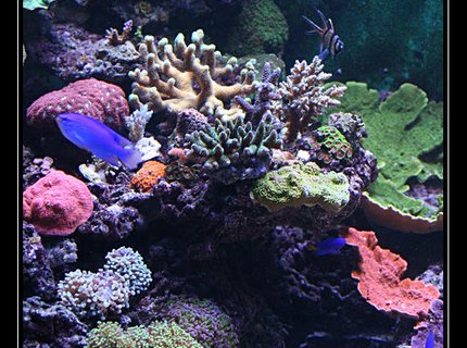 554 gallons reef tank (mostly live coral and fish) - quelques coraux 554 gallons reef tank (mostly live coral and fish) - quelques coraux
