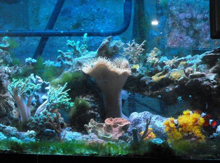 45 gallons reef tank (mostly live coral and fish) - Bit of everything. 45 gallons reef tank (mostly live coral and fish) - Bit of everything.