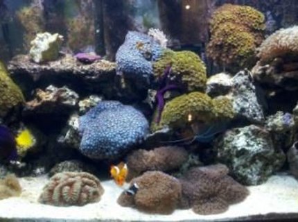60 gallons reef tank (mostly live coral and fish) - 10 year old reef
Tubb Blues-Started with 2 polyps 60 gallons reef tank (mostly live coral and fish) - 10 year old reef
Tubb Blues-Started with 2 polyps