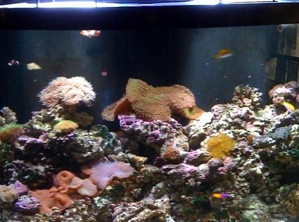 140 gallons reef tank (mostly live coral and fish) - Reef Aquarium by Sunset Aquatics (Tempe, AZ, USA) 140 gallons reef tank (mostly live coral and fish) - Reef Aquarium by Sunset Aquatics (Tempe, AZ, USA)