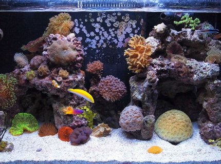57 gallons reef tank (mostly live coral and fish) - FTS
7 small nano fish, pistol shrimp, cleaner shrimp, 3 maxi-mini anemones, couple clams, many corals 57 gallons reef tank (mostly live coral and fish) - FTS
7 small nano fish, pistol shrimp, cleaner shrimp, 3 maxi-mini anemones, couple clams, many corals