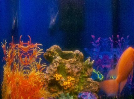 50 gallons reef tank (mostly live coral and fish) 50 gallons reef tank (mostly live coral and fish)