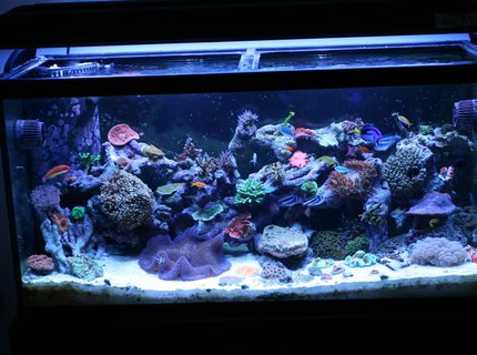 90 gallons reef tank (mostly live coral and fish) - 7 months old 90 gallons reef tank (mostly live coral and fish) - 7 months old