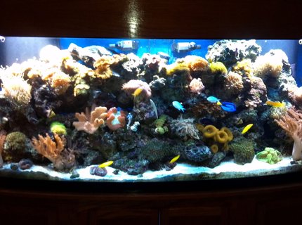 200 gallons reef tank (mostly live coral and fish) 200 gallons reef tank (mostly live coral and fish)