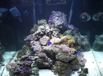 277 gallons reef tank (mostly live coral and fish) - My 93 gallon cube before hooking into my system 277 gallons reef tank (mostly live coral and fish) - My 93 gallon cube before hooking into my system