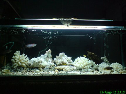 300 gallons reef tank (mostly live coral and fish) - 220 gallon 300 gallons reef tank (mostly live coral and fish) - 220 gallon