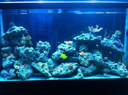 90 gallons reef tank (mostly live coral and fish) - new tank and letting frags grow 90 gallons reef tank (mostly live coral and fish) - new tank and letting frags grow