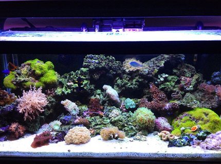 45 gallons reef tank (mostly live coral and fish) - front shot of aquarium 45 gallons reef tank (mostly live coral and fish) - front shot of aquarium