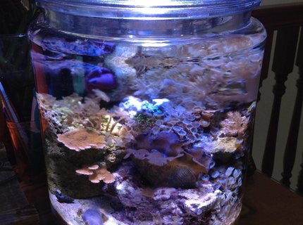 3 gallons reef tank (mostly live coral and fish) - My Pickle/Cookie Jar Pico Reef after 5 Months. 3 gallons reef tank (mostly live coral and fish) - My Pickle/Cookie Jar Pico Reef after 5 Months.