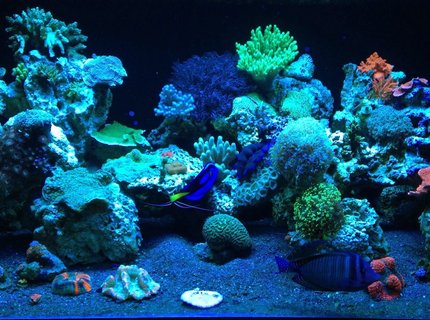 187 gallons reef tank (mostly live coral and fish) - ReEfErAdDiCt'S 187 Gallon Mixed Reef 187 gallons reef tank (mostly live coral and fish) - ReEfErAdDiCt'S 187 Gallon Mixed Reef