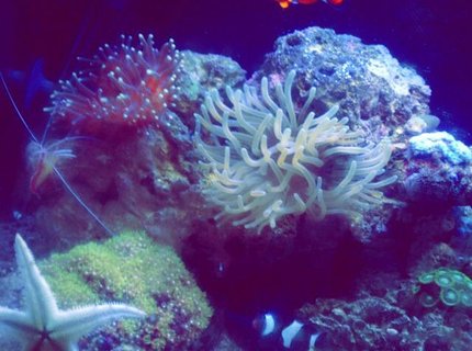 14 gallons reef tank (mostly live coral and fish) - bio cube reef tank 14 gallons reef tank (mostly live coral and fish) - bio cube reef tank