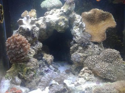 20 gallons reef tank (mostly live coral and fish) - Day Lights on
Currently been running 4 months 20 gallons reef tank (mostly live coral and fish) - Day Lights on
Currently been running 4 months
