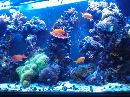 90 gallons reef tank (mostly live coral and fish) - Loving my reef 90 gallons reef tank (mostly live coral and fish) - Loving my reef