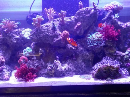57 gallons reef tank (mostly live coral and fish) - Only pic I could get to load! 57 gallons reef tank (mostly live coral and fish) - Only pic I could get to load!